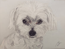 Load image into Gallery viewer, 'Pet Portrait ' - Custom Pencil Sketch with Naturalistic/Realistic Color Palette